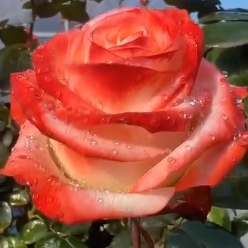 @gupiuser153263