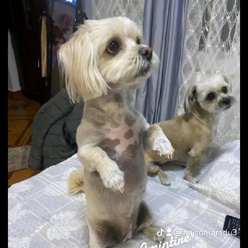 @gupiuser945817
