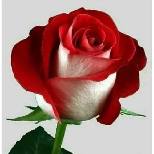 @gupiuser166436