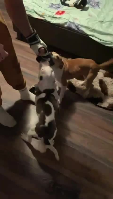 ❤️❤️🐕