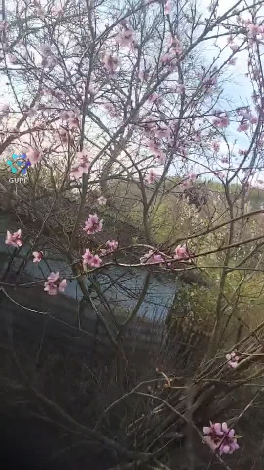 Piersici înflorite..E frumos la țară..
