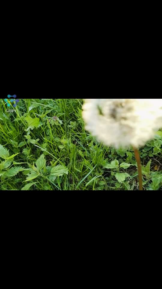 Video de @gupiuser150658