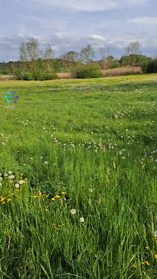 Mersul pe jos, face piciorul frumos😂😂 Dacă nu ajung la destinație, anunțați-mi ginerele, să mă ducă şi pe mine la dezmembrări😂😂|||{"overlays":[{"text":"Un mesaj, către ginere!! Aloo, ginerele meu bun, 8 km pe jos, ajută-mă😂😂😂","x":0.1254629629629631,"y":0.4440814209775709,"fontSize":23.305355881460056,"color":4294967295,"isEmoji":false}]}