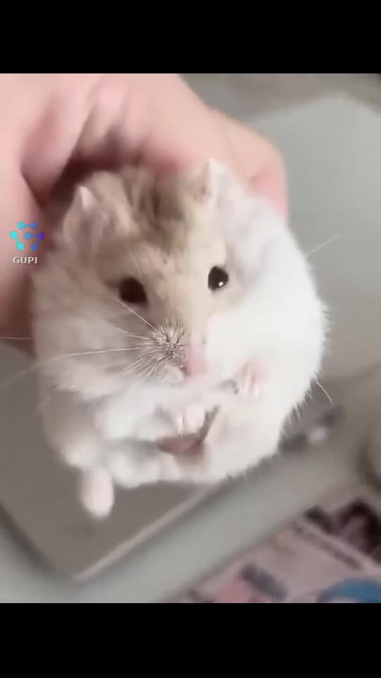 Adorabil