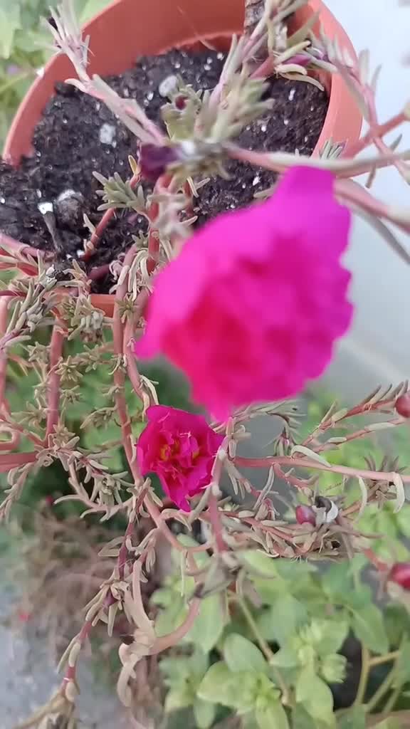 🌸🌼🌸🌼🌸