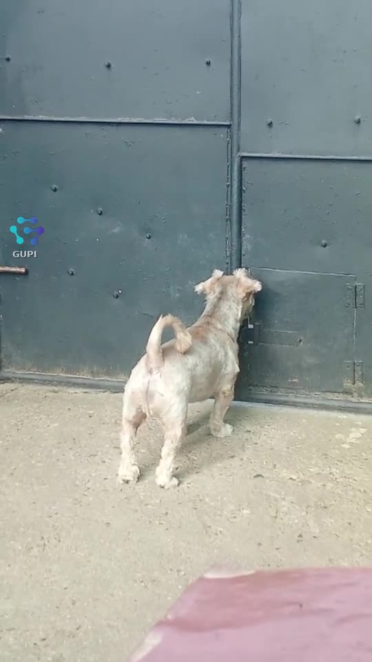 Doamne cum îl așteaptă el pe tati 🥹🥰