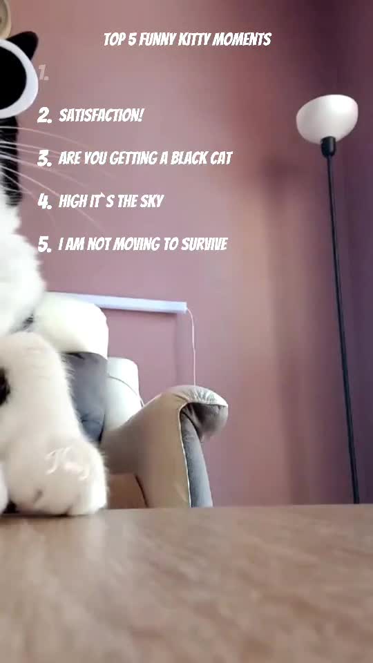Top 5 Funniest Kity