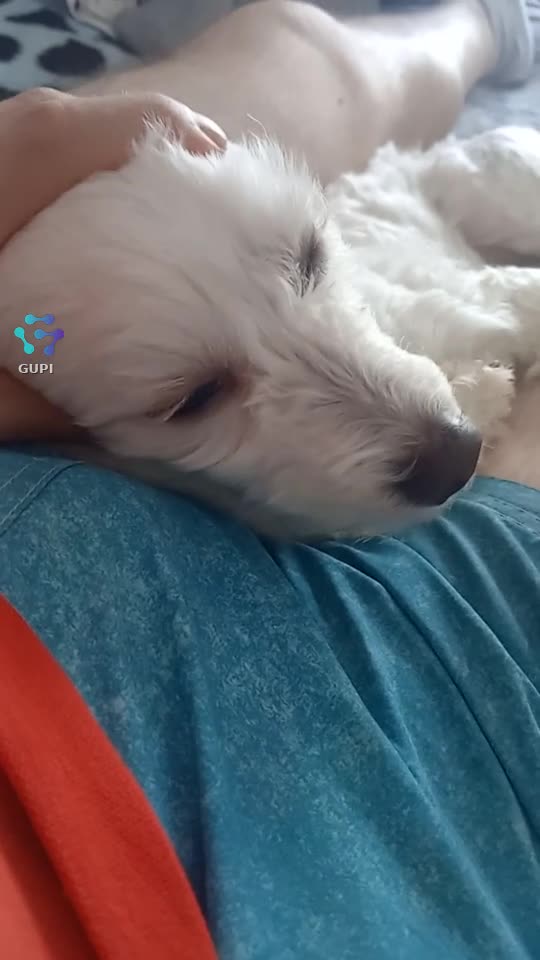Cățelul meu e mai mult decât un animal