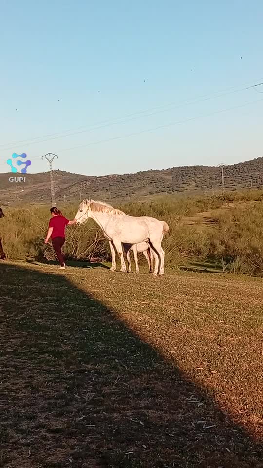 Mix Manele Noi 2024
