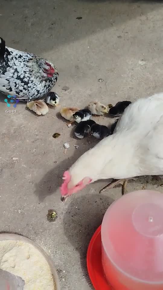 Video