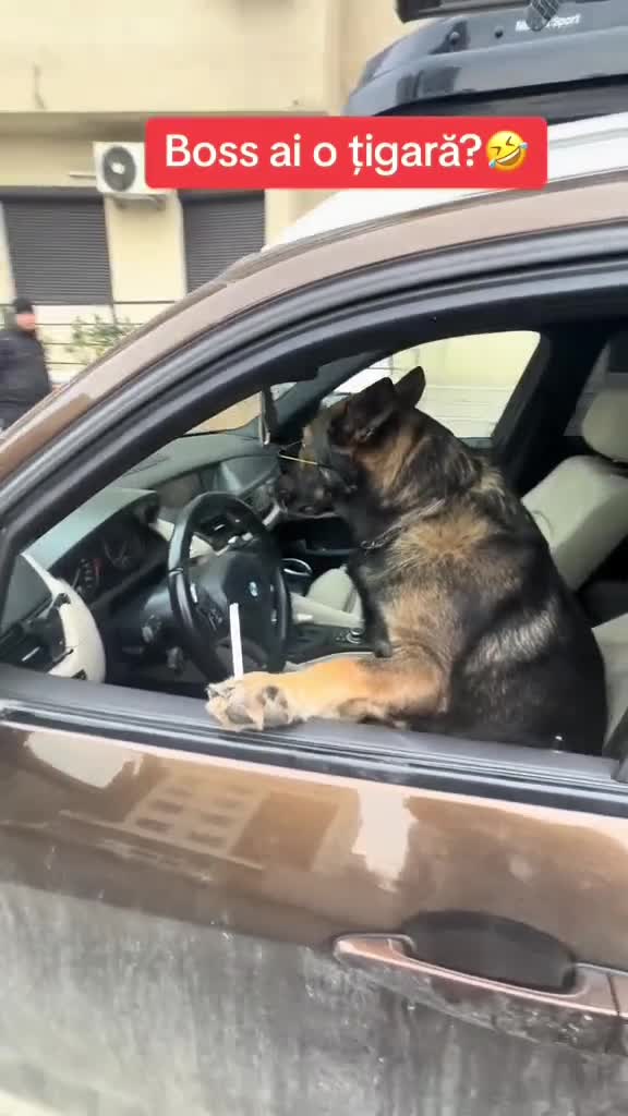 Na poftim,joaco pe asta..!🤣Om Al Străzii (Denys.Roby)🤣