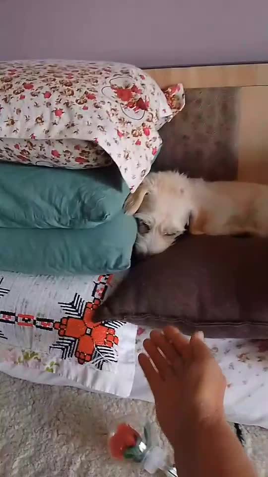 ❤️❤️❤️🐩🐩