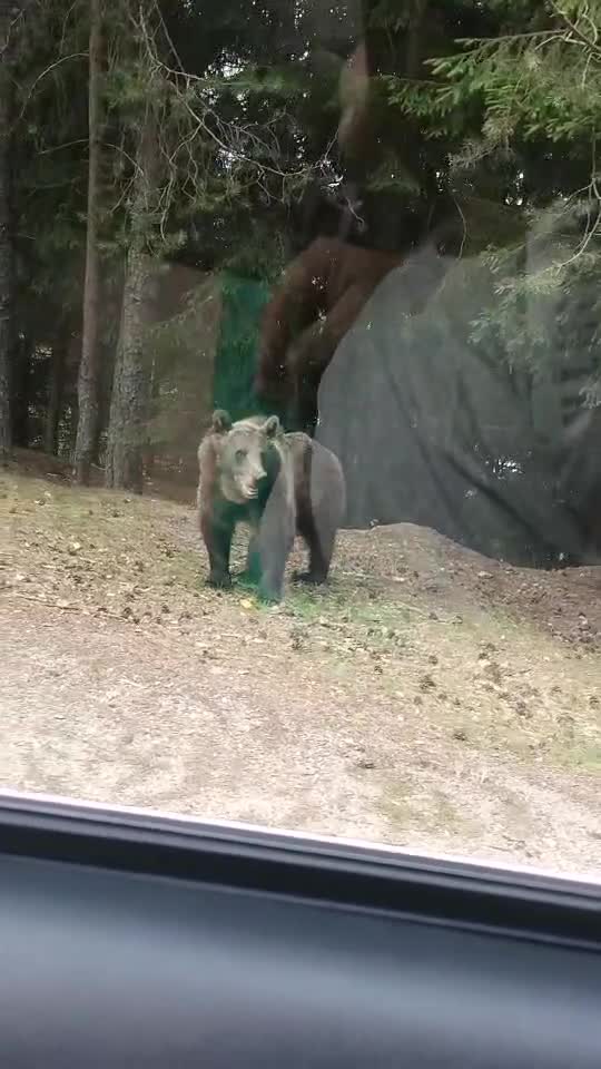 In apropiere de Barajul Vidraru