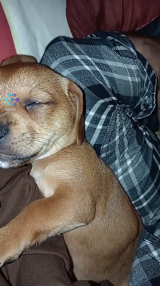 e mereu lângă mine și nici nu cere mai mult decât îi dau se mulțumește cu puțin