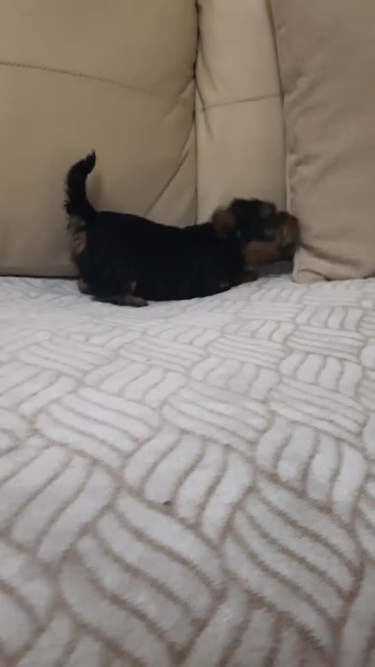 cățelușul meu Leo