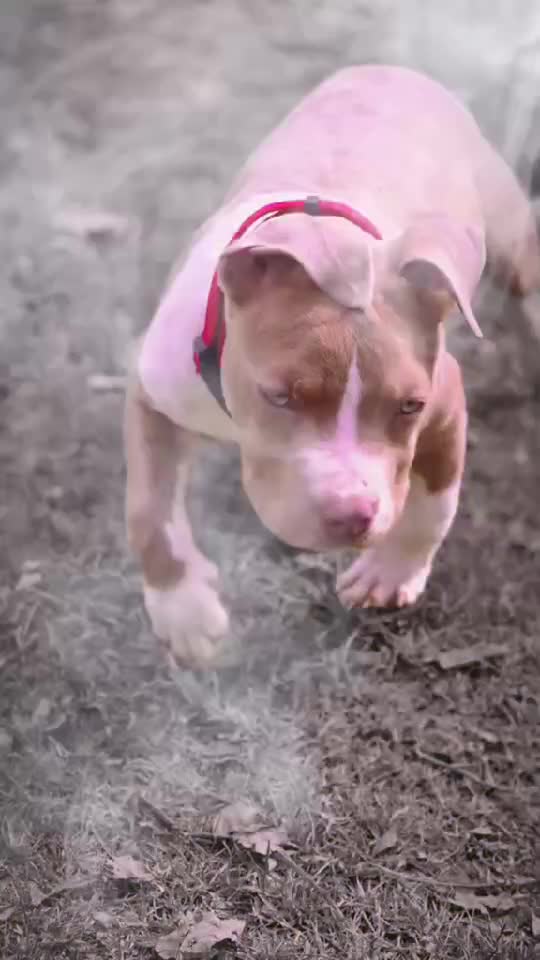doglove
