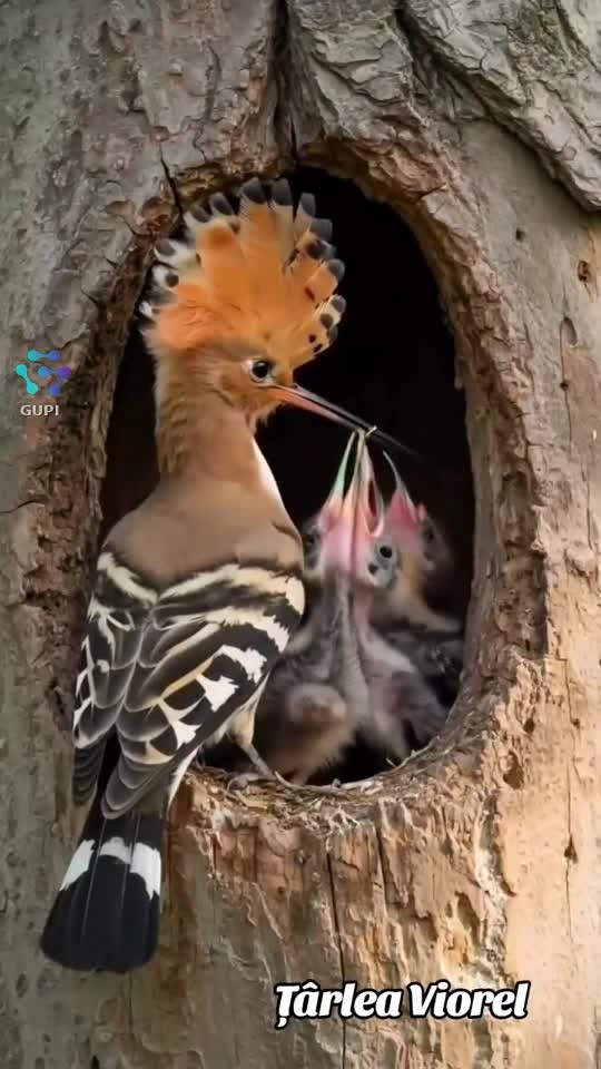 mama !!