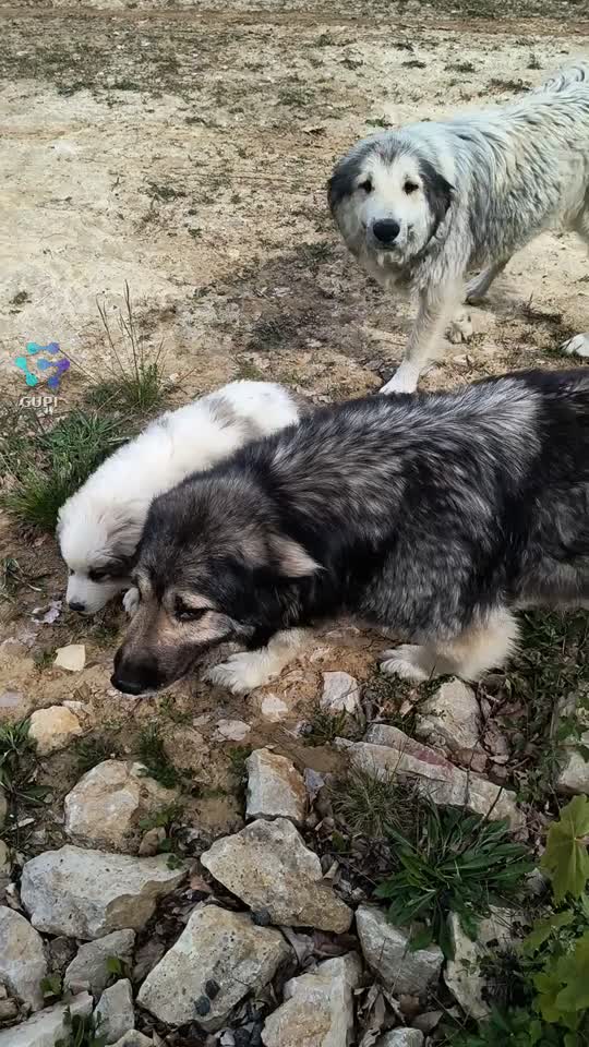 |||{"overlays":[{"text":"Cea mai frumoasă primire e bucuria cățeilor când opresc la ei… parcă uită de toate și vin cu codițele fericite spre mine. 🐶❤️","x":0.06488037109375,"y":0.7393655711206897,"fontSize":24.277488115432536,"color":4294967295,"isEmoji":false}]}