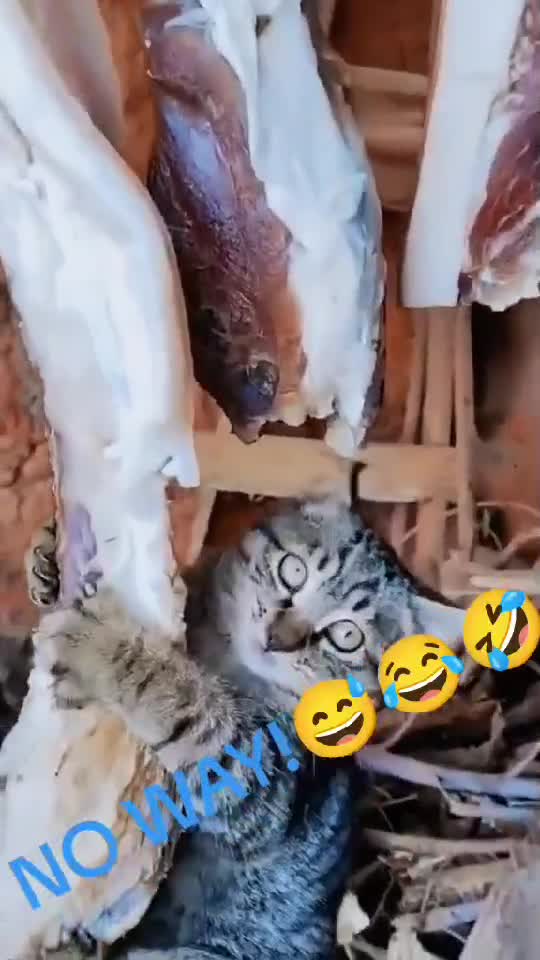🥳🥳🥳🥳