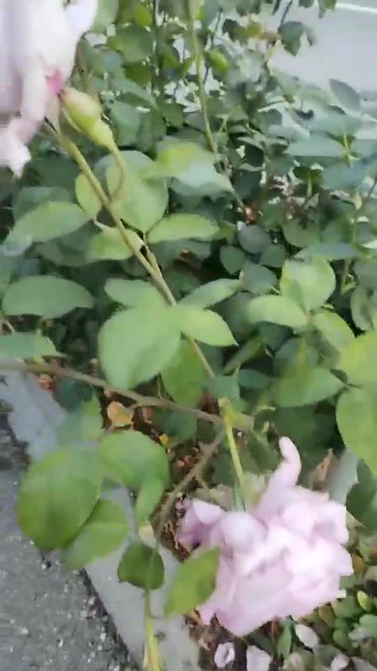 VARA NOASTRA CU PARFUM LYLA ROSE