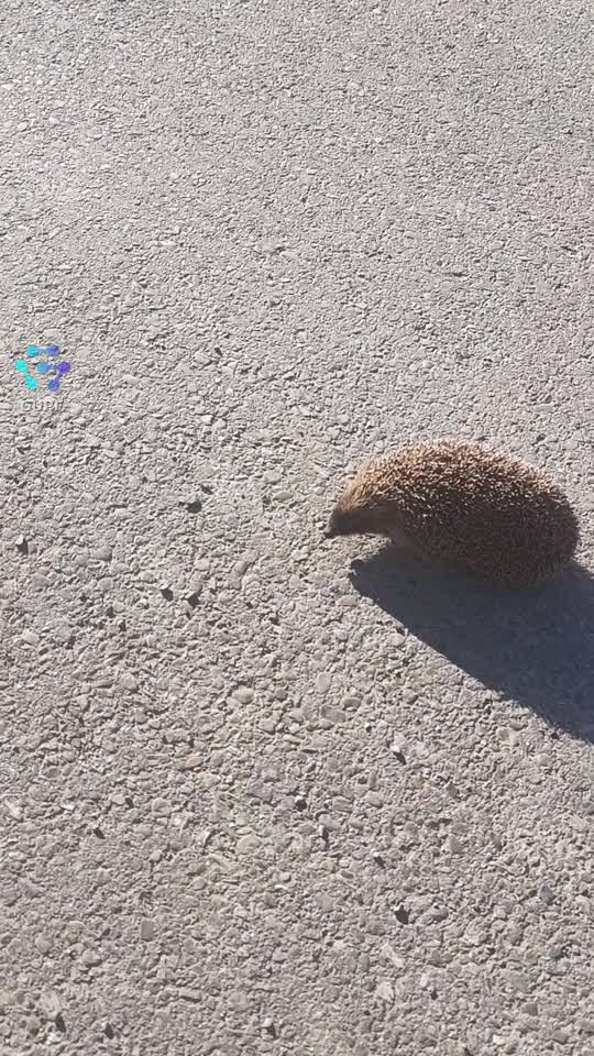 un arici matinal 🤣