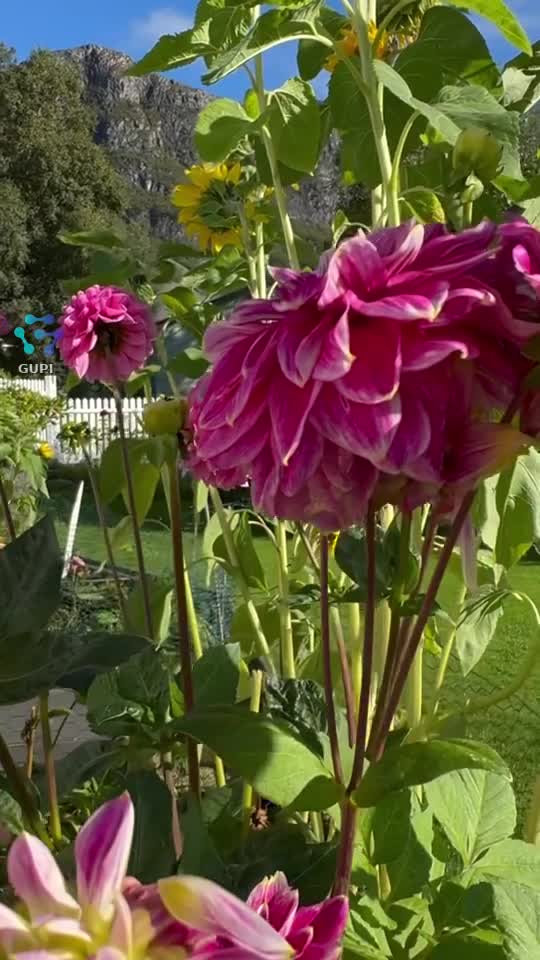 |||{"overlays":[{"text":"buna dimineața \npentru voi o floare 🌹🌹🌹♥️","x":0.12870370370370365,"y":0.2631226053639847,"fontSize":16.409493148082312,"color":4294901760,"isEmoji":false}]}