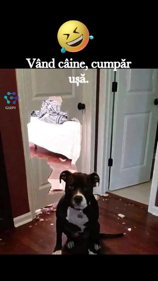 vând câine...😁😁😁