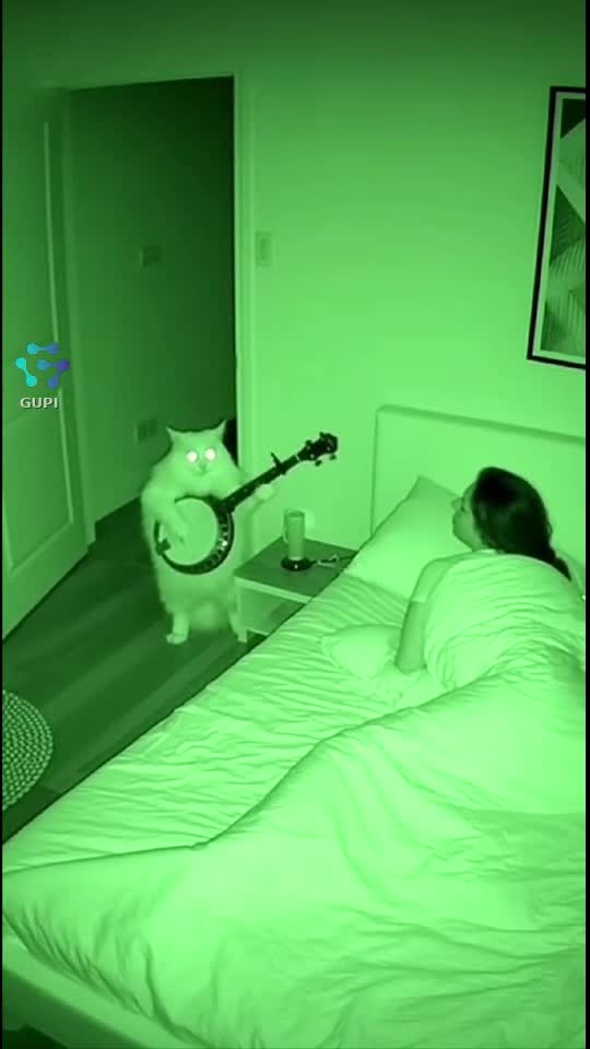 concert in the morning