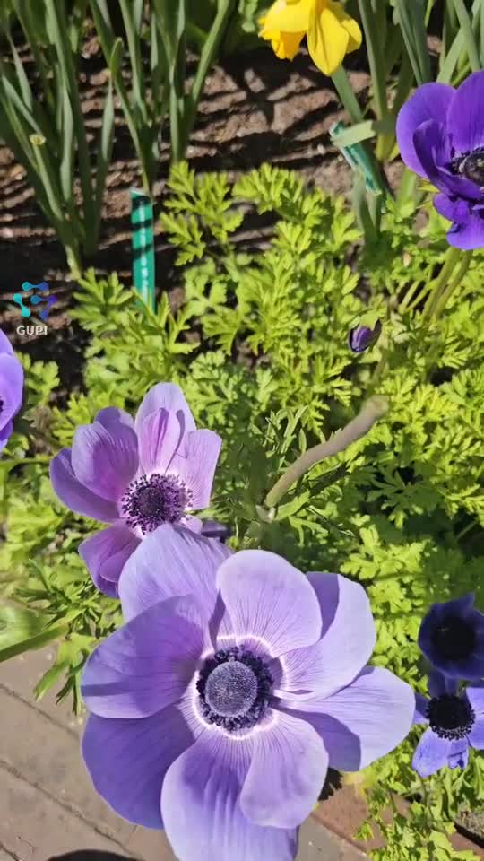 Seara binecuvântată va doresc suflete minunate 💜🙏🥰🥀🍀💫
