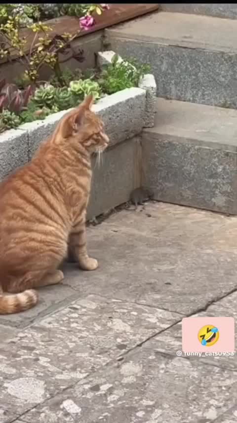 🤣🤣