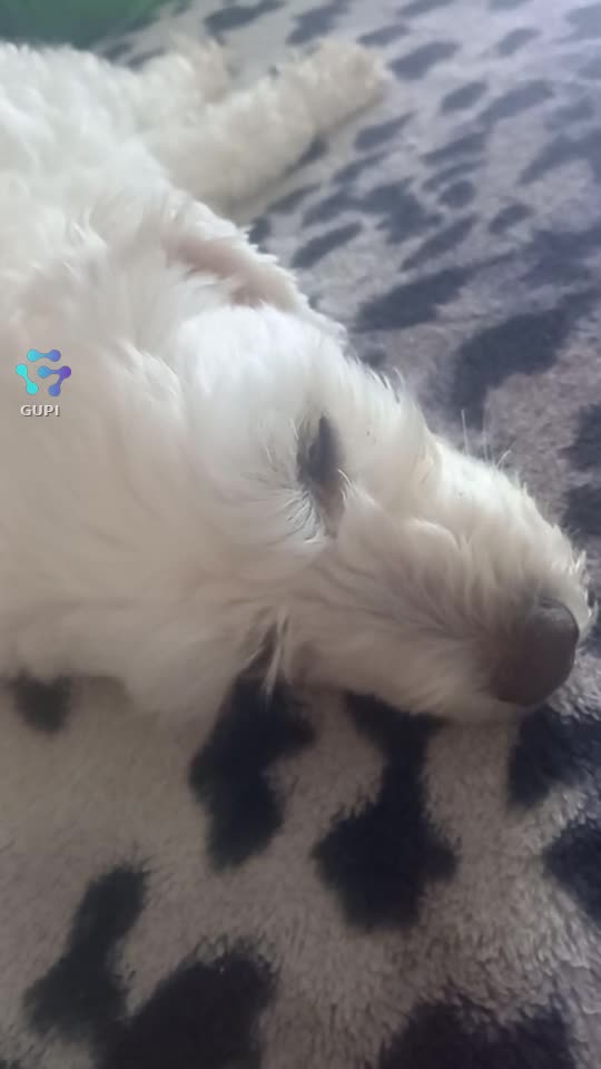 Video de @gupiuser160362