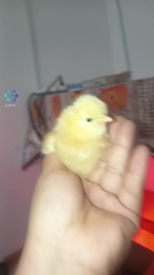 sexy mama sita 
faceți viral videoclipul multe inimioare