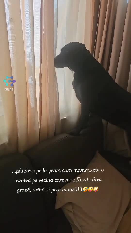 ...privesc pe la geam, cum mammuzta o rezolvă pe vecina care m-a făcut cățea grasă, urâtă și periculoasă!!!🤪🐕😜
  ♎️