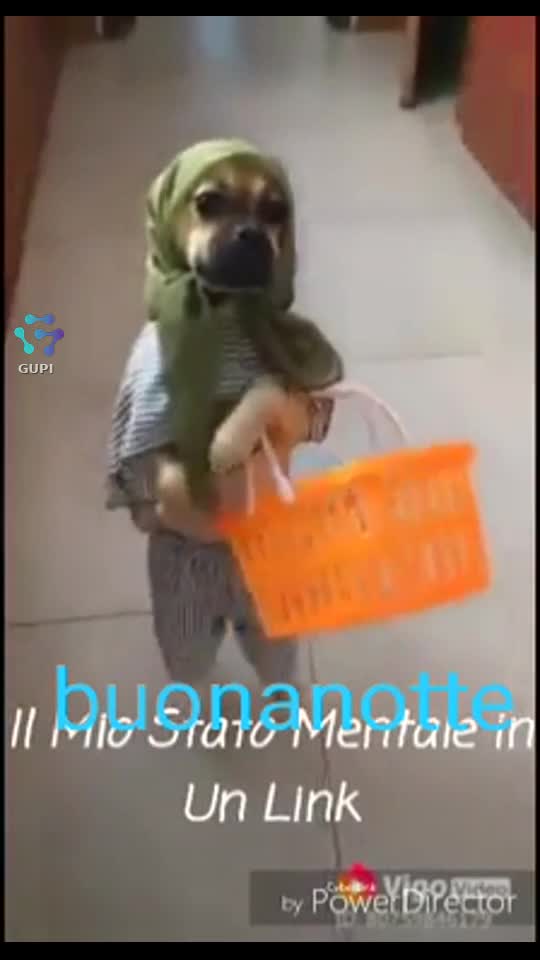 Video de @gupiuser313518