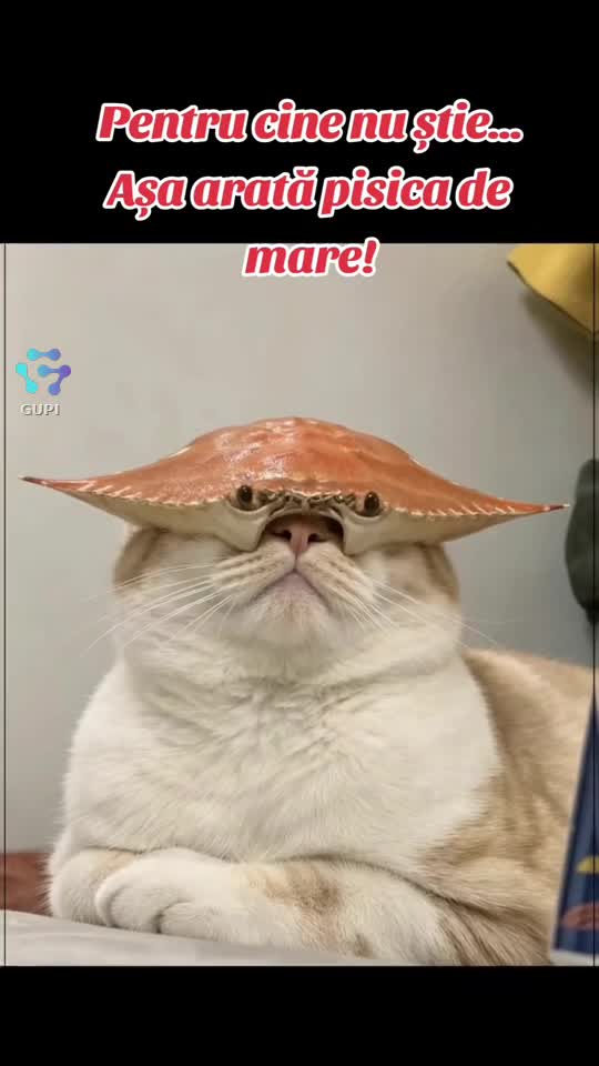 așa arată pisica de mare...😂😂😂