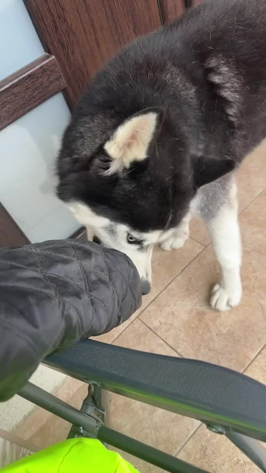 #husky
