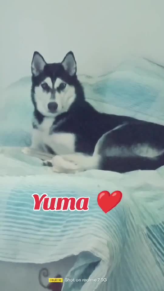 siberian husky