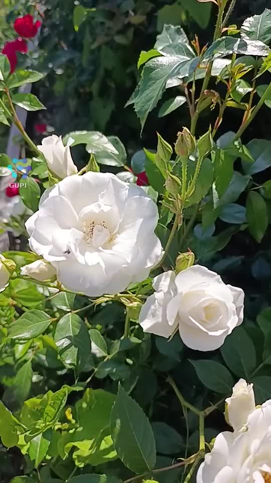 🌹🌹🌹