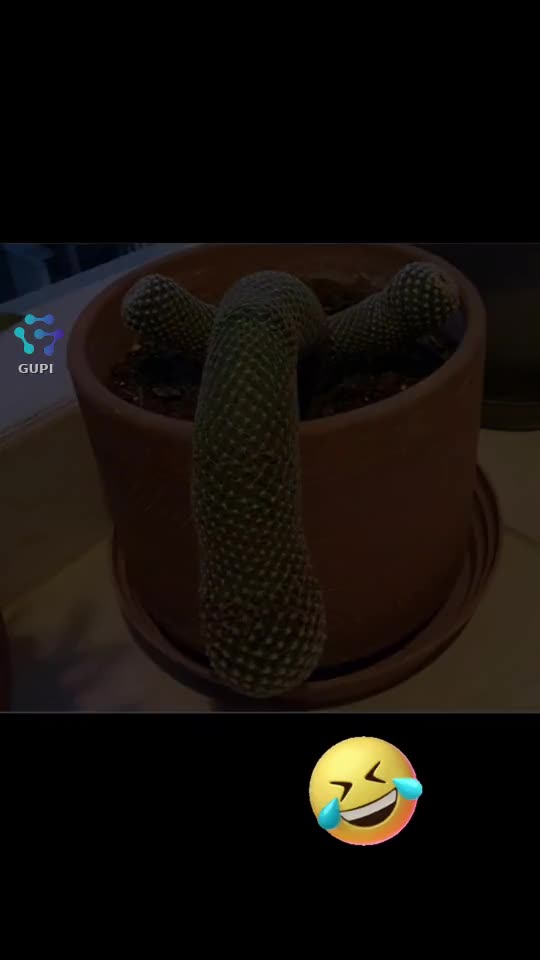cactus 🌵...😁😁😁