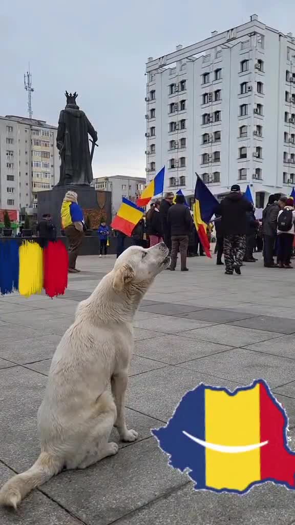 și câinii ne ajuta la proteste