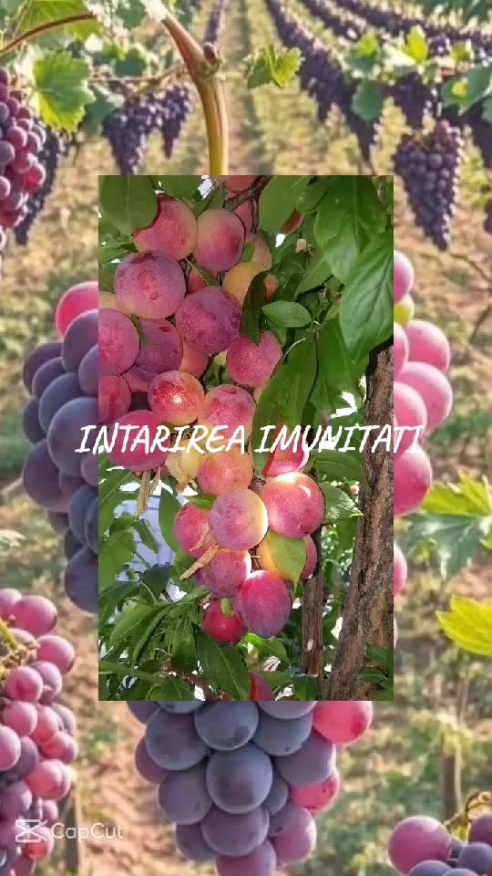 IMUNITATEA CRESCUTA