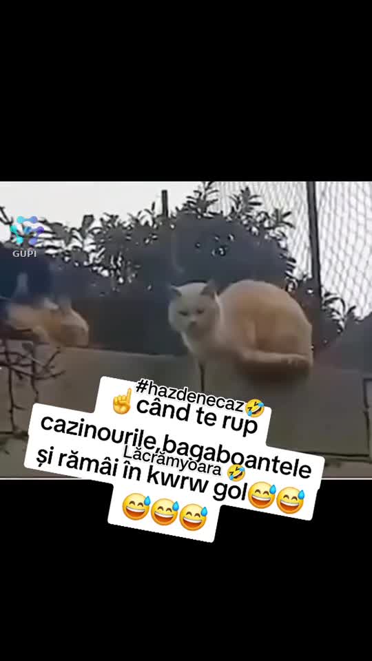 🤣🤣🤣🤣🤣
