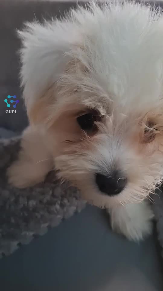 Video de @gupiuser167376