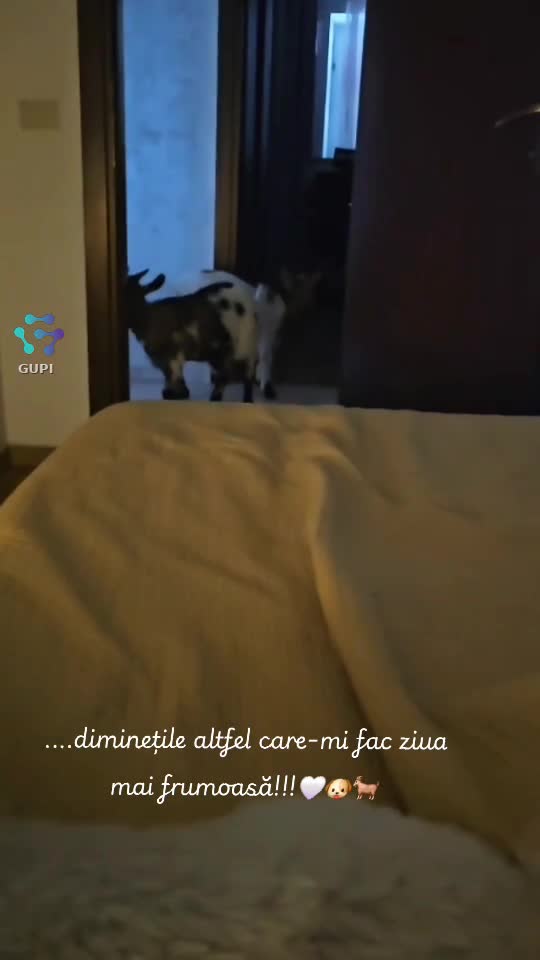 ...diminețile altfel care-mi fac ziua mai frumoasă!!! 🤍🐶🐐
  ♎️