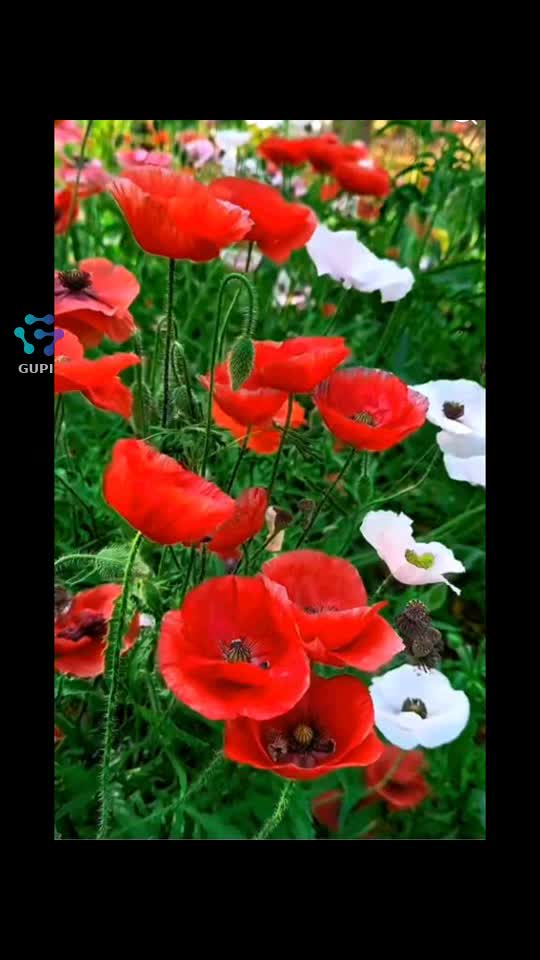 Viața merită trăită din plin la maxim❗️❤️🙏🚀🌍⚘️☘️☘️☘️💫