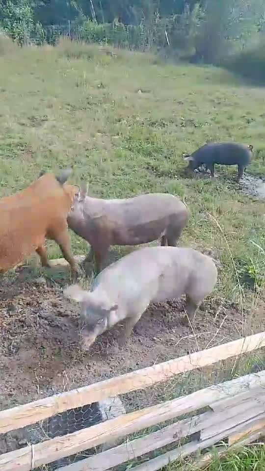 🐷🐷🐷