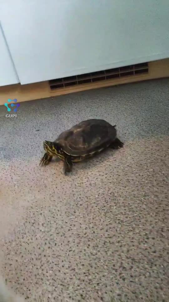 vă prezintă noua prietenă