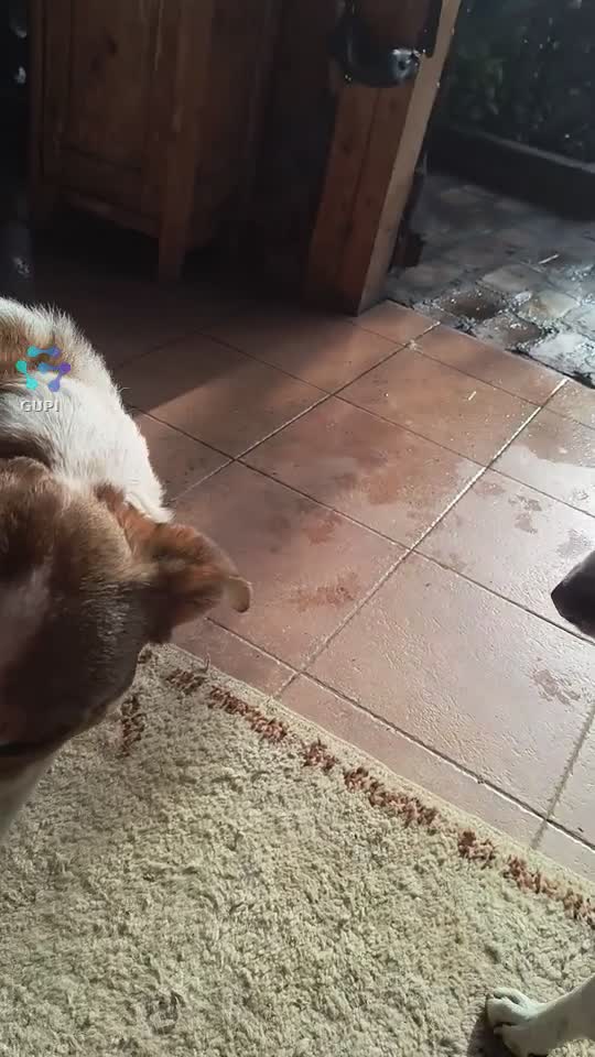 |||{"overlays":[{"text":"Cei doi pătați adoptați din pădure au crescut cu tupeu și personalitate 😄 Acum vor să facă legea printre cei mari, de parcă ei ar fi șefii casei 🐾❤️","x":0.05796531394675933,"y":0.09609447159790639,"fontSize":17.89583188756099,"color":4294967295,"isEmoji":false}]}