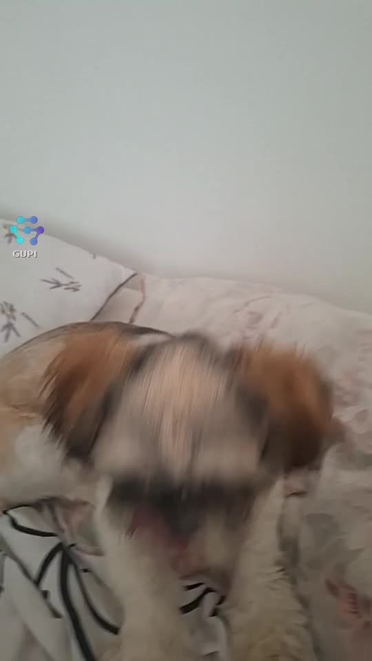Video de @gupiuser313637