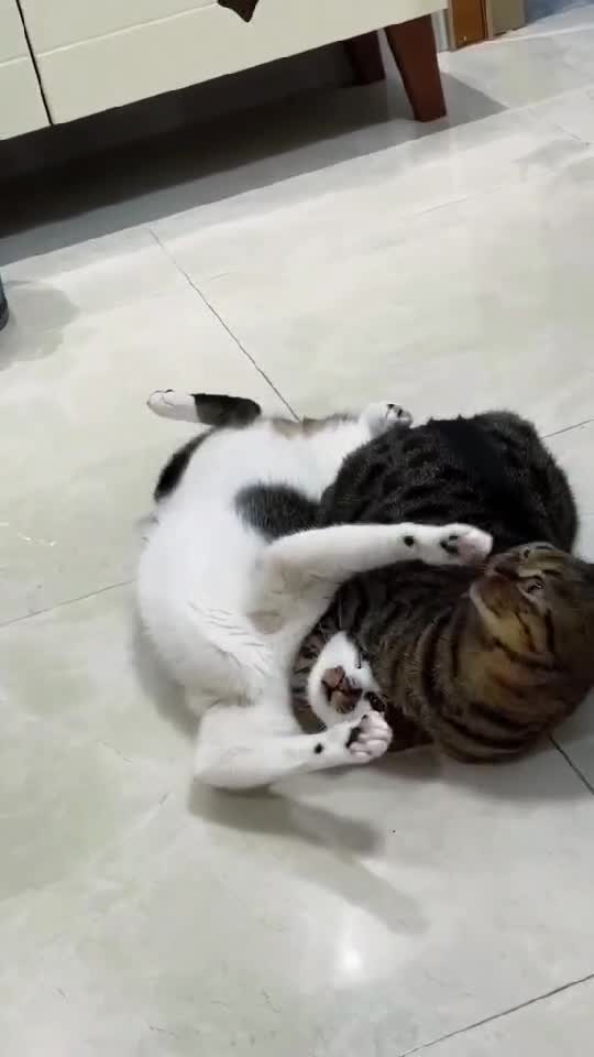 😺 Wrestling Cats - UFC Kitten Show - Pets Street Fights 🤣    👇🏼 YouTube.com/@GeorgeChristmas